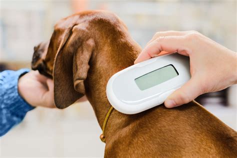 How Much Does It Cost to Chip Your Pet: A Deep Dive into the World of Pet Identification