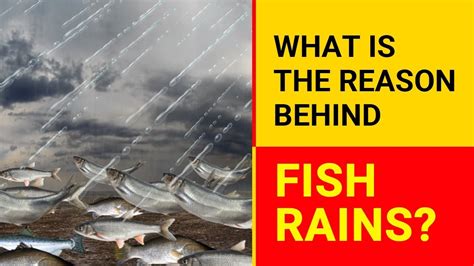 Is Bass Fishing Good in the Rain? And Why Do Fish Wear Sunglasses?