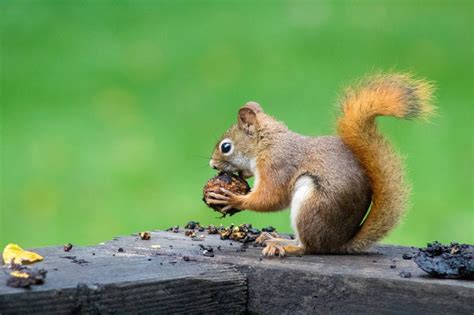 What Animal Eats a Squirrel? And Why Do They Always Seem to Outsmart Us?