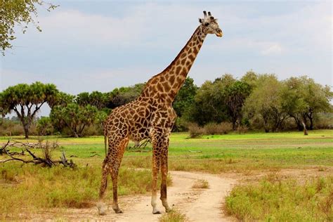 What Animal Has the Longest Neck? And Why Does It Love Wearing Scarves?