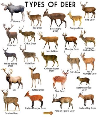 What States Can You Have a Deer as a Pet? And Why Would You Even Want To?